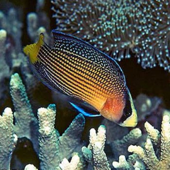 Manonichthys splendens - Splendid dottyback