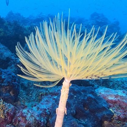 Spirographis spallanzanii -Yellow fan worm-M - Ασπόνδυλα Θαλασσινού