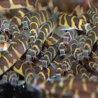 Pangio semicincta-Kuhli Loach XL - Ψάρια Γλυκού