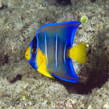 Holacanthus bermudensis (Juv) S – Blue Angelfish - Ψάρια Θαλασσινού