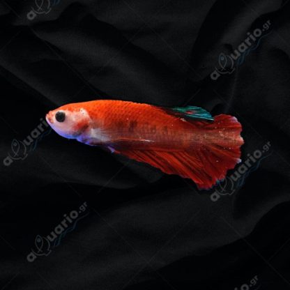 Betta splendens – Siamese Fighting Fish Hellboy Male 4.5cm - Ψάρια Γλυκού