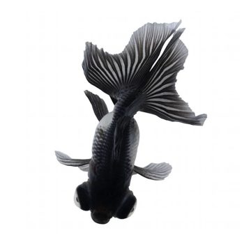 Carassius auratus - Black Butterfly 5-6cm