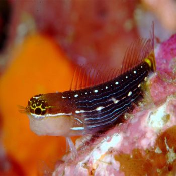 Ecsenius pictus – Pictus Blenny - Ψάρια Θαλασσινού
