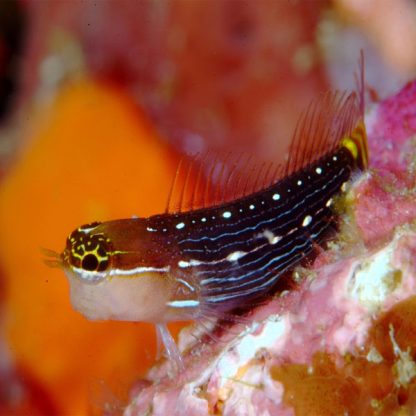 Ecsenius pictus – Pictus Blenny - Ψάρια Θαλασσινού