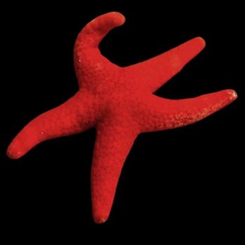Fromia milleporella M - Red starfish