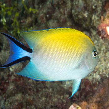 Genicanthus melanospilos -Blackspot angelfish (Female)-M