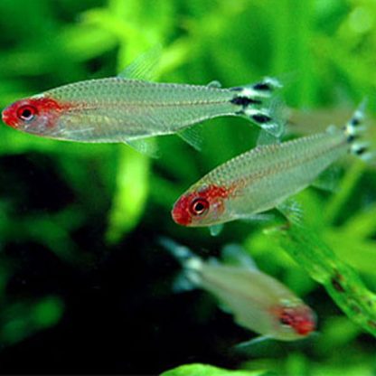 Hemigrammus bleheri – Firehead Tetra 3-3.5cm - Sales