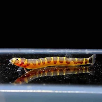 Pangio semicincta – Kuhli Loach 3.5 cm - Ψάρια Γλυκού