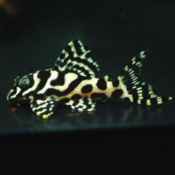 Hypancistrus sp. –  L236  Cracked Zebra Pleco 3-3.5 cm