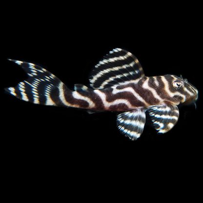 Hypancistrus sp - L333 Maze Zebra Pleco 4-6cm