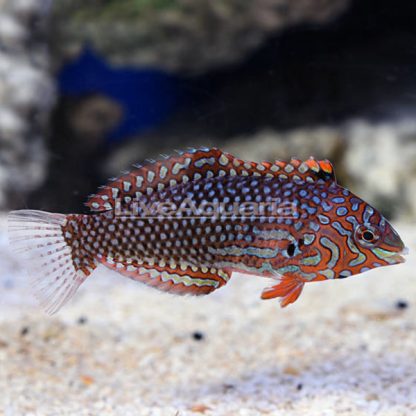 Macropharyngodon ornatus M - Leopard Wrasse