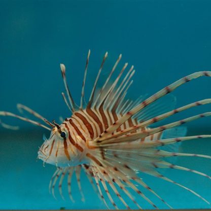 Pterois volitans L – Volitan Lionfish - Ψάρια Θαλασσινού