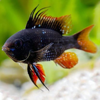Microgeophagus ramirezi – Black Ramirezi 3.5-4 cm - Ψάρια Γλυκού