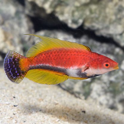 Cirrhilabrus filamentosus-Whipfin fairy wrasse-M - Ψάρια Θαλασσινού