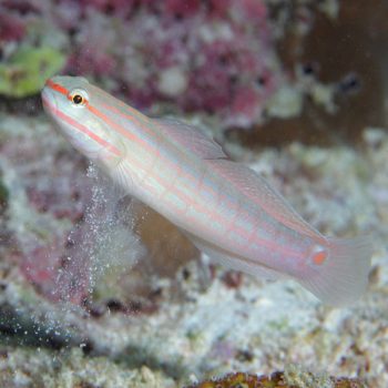 Amblygobius decussatus- Crosshatch Goby