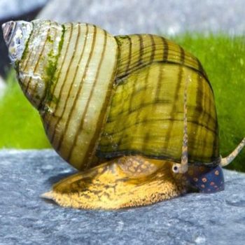 Cipangopaludina leucythoides -Vietnam Green Torpedo Snail - Ασπόνδυλα Γλυκού