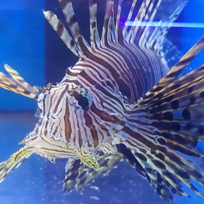 Pterois volitans- Volitan’s Lionfish M - Sales
