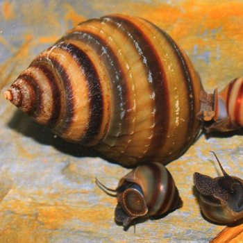 Taia naticoides - Piano Snail