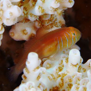 Gobiodon quinquestrigatus - Five lined Coral Goby