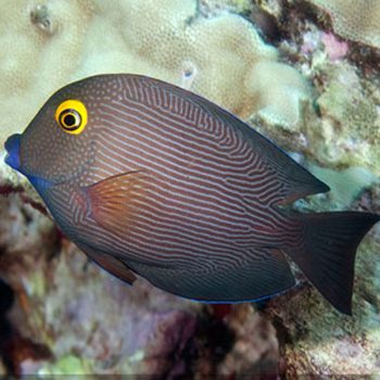 Ctenochaetus strigosus M – Kole Tang - Ψάρια Θαλασσινού