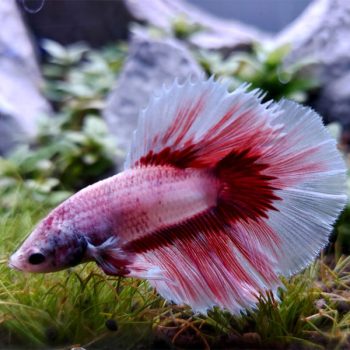 Betta splendens - Siamese Fighting Fish Halfmoon Lavender