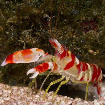 Alpheus randalli - Randalli's Snapping Shrimp