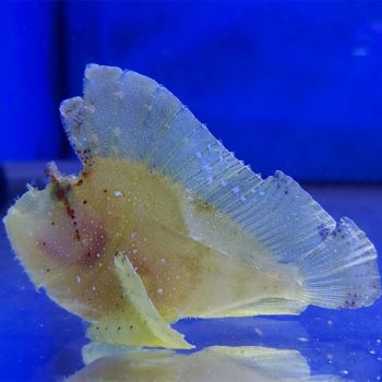 Taenianotus triacanthus - Yellow Leaf Scorpionfish