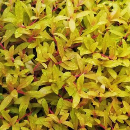 SonGrow Ammania pedicellata Gold - Φυτά για Ενυδρεία