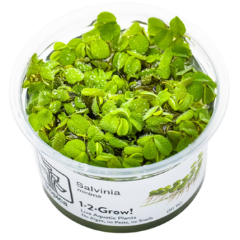 Tropica Salvinia Minima  1-2 Grow!