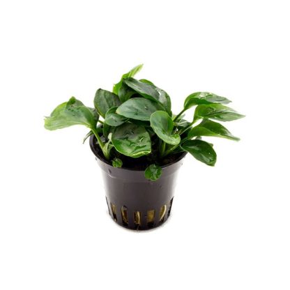 Aquaflora Anubias barteri Var. Nana ‘Coin’ – Pe - Φυτά για Ενυδρεία