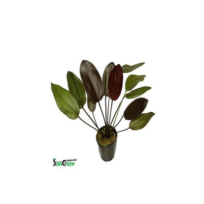 SonGrow Echinodorus Aflame - Φυτά για Ενυδρεία