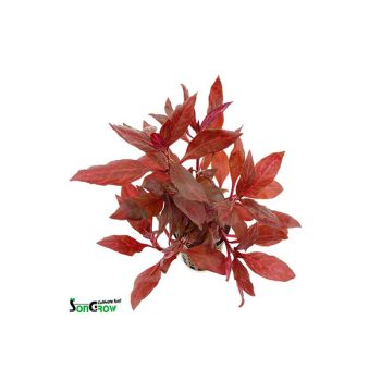 SonGrow Alternanthera reineckii Rosanervig