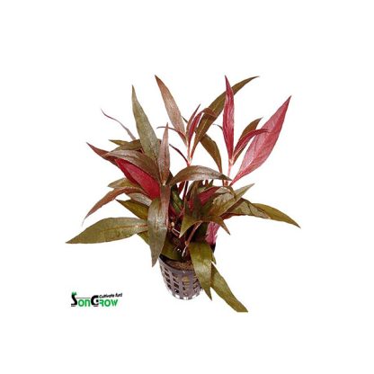 SonGrow Alternanthera rosaefolia - Φυτά για Ενυδρεία