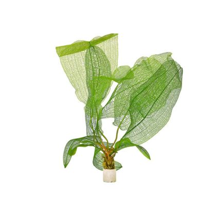 Songrow Aponogeton madagascariensis with leaves(bulb) - Φυτά για Ενυδρεία