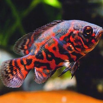 Astronotus ocellatus – Oscar Red Tiger 12-14 cm - Ψάρια Γλυκού
