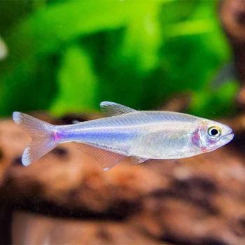 Boehlkea fredcochui -Cochu’s Blue Tetra 2.3 cm - Sales