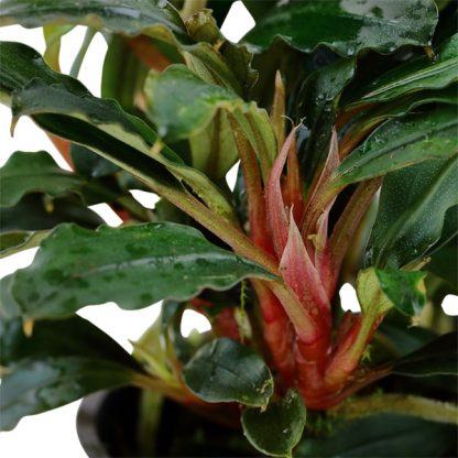 Tropica Bucephalandra Sp. ‘Red’ - Φυτά για Ενυδρεία