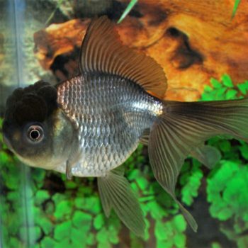 rassius auratus - Lionhead Black 5-7cm