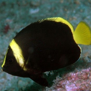 Chaetodontoplus melanosoma Juv-Black Velvet Angelfish M