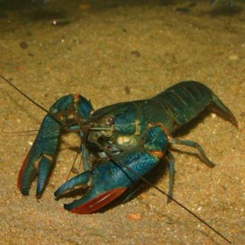 Cherax quadricarinatus-Blue Lobster 7.5cm - Ασπόνδυλα Γλυκού