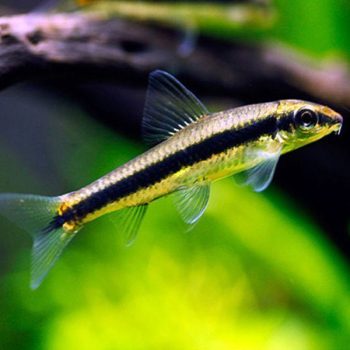 Crossocheilus siamensis - Siamese Flying Fox 4-5cm