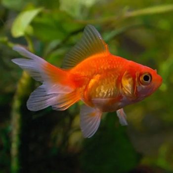 Carassius auratus M – Fantail Mix 3cm - Ψάρια Γλυκού