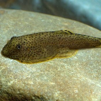 Gastromyzon punctulatus -Borneo Sucker 3-5 cm - Ψάρια Γλυκού