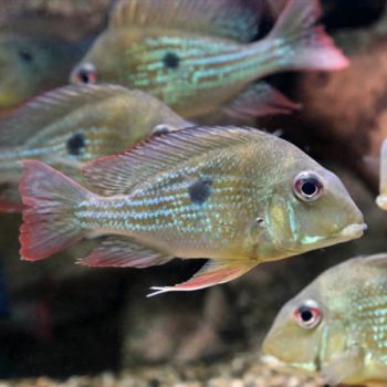 Carassius auratus – Tricolor Oranda9-10 cm - Sales