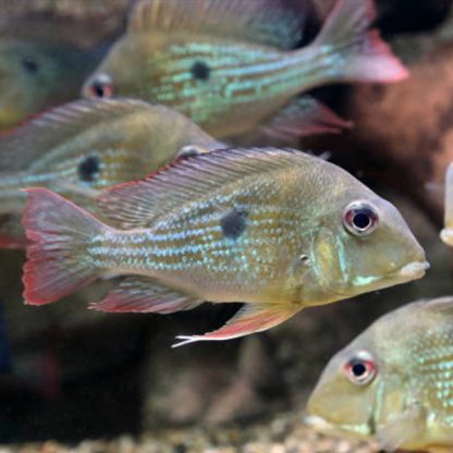 Geophagus surinamensis – Eartheater 12.5cm - Ψάρια Γλυκού