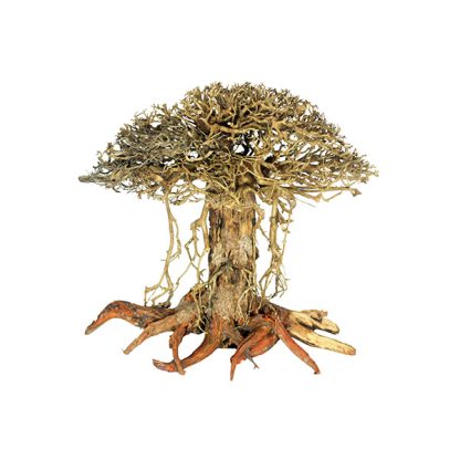Haquoss Bonsai Driftwood 14 Small 40x25x30h cm - Ξύλα