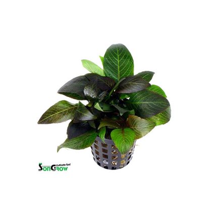 SonGrow Hygrophila dwarf – Pot - Φυτά για Ενυδρεία