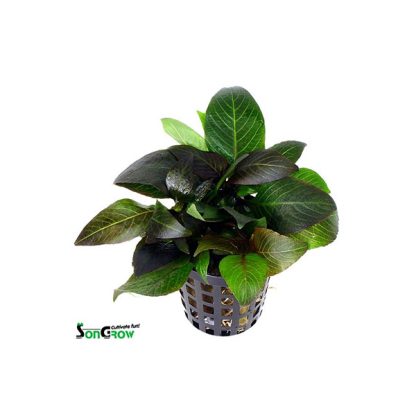 SonGrow Hygrophila Dwarf - Φυτά για Ενυδρεία