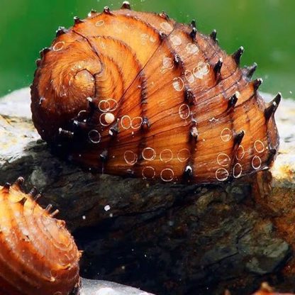 Neritina juttingae-King Koopa Nerite Snail - Ασπόνδυλα Γλυκού
