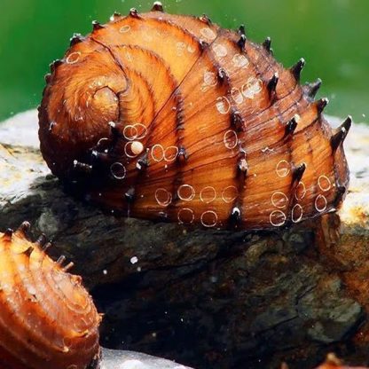 Neritina juttingae-King Koopa Nerite Snail - Sales